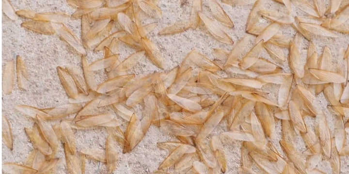 flying termites wings 