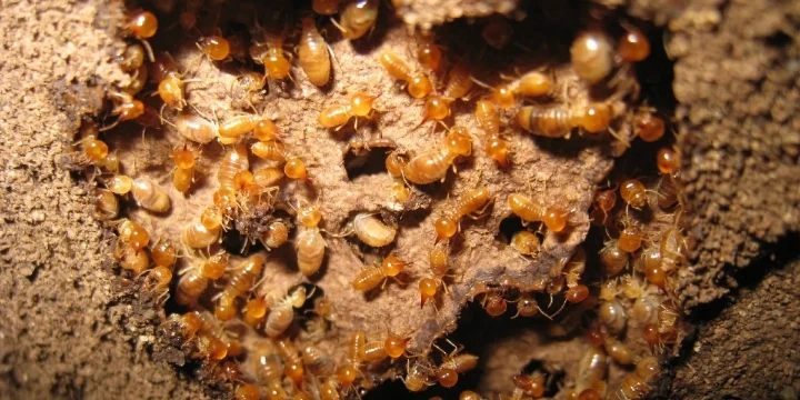 termite nest