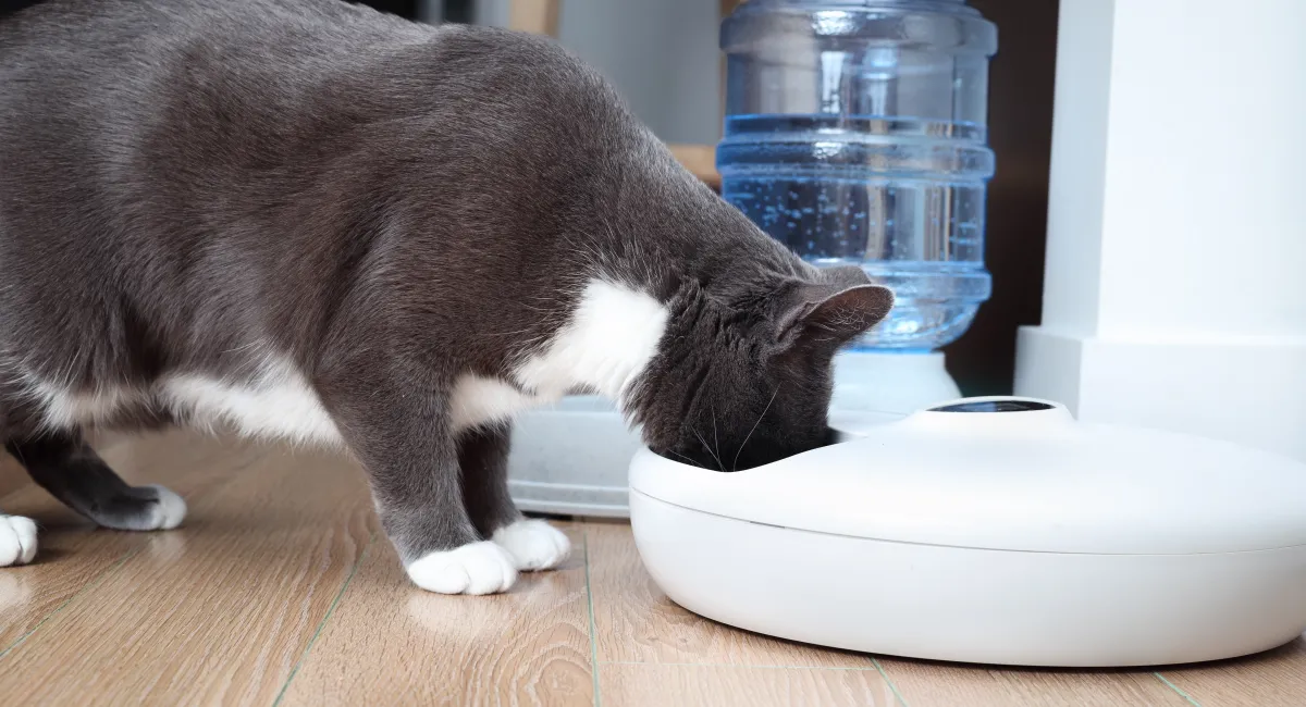 Smart food times protects cat food from ants