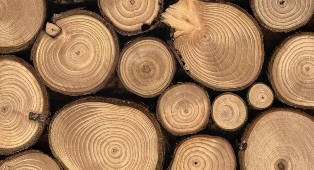 stacked wooden logs close up to see internal rings