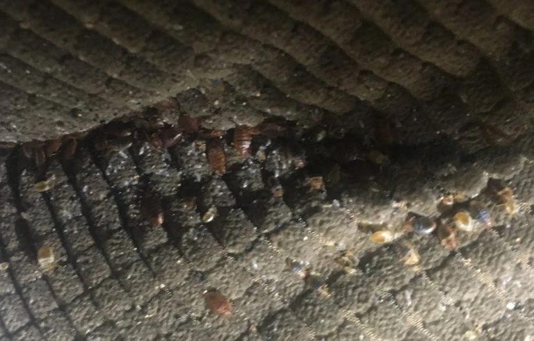 Bed bugs on brown blanket