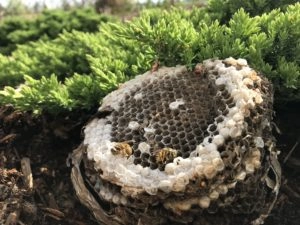 Worker yellowjackets in nest among shrubery