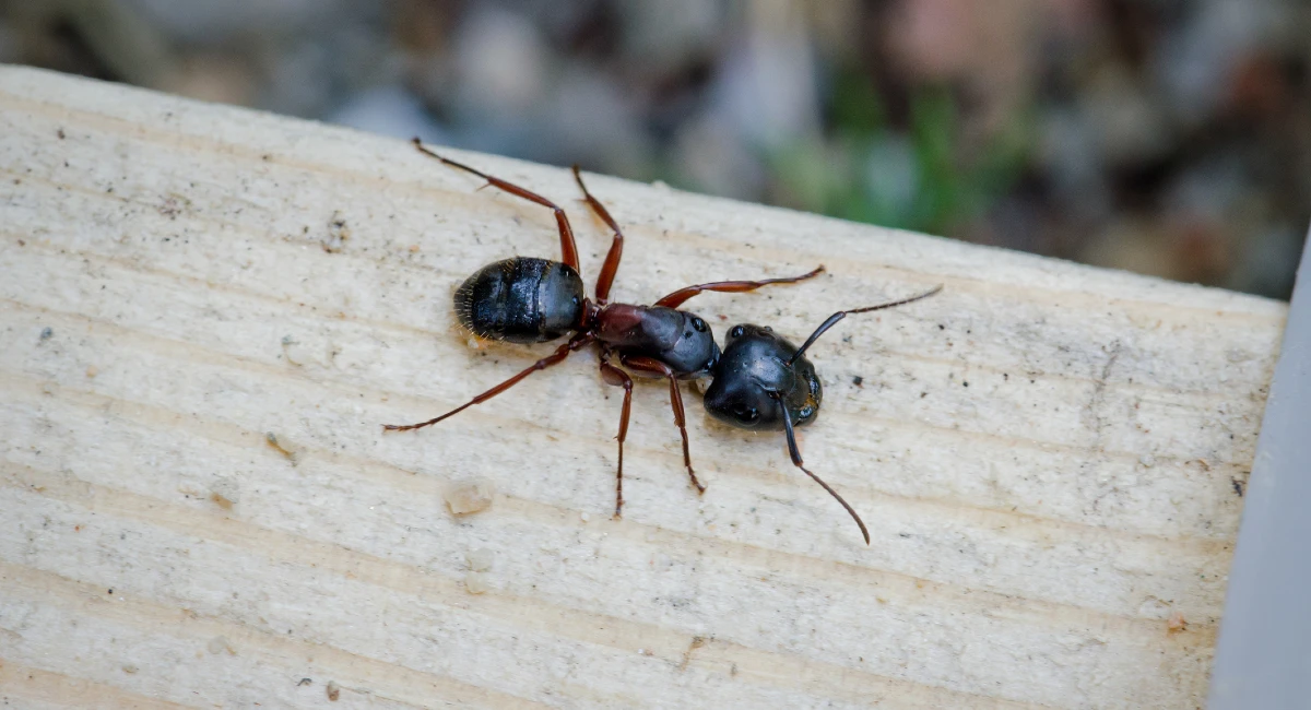 Carpenter ants can give a nasty bite if threatened