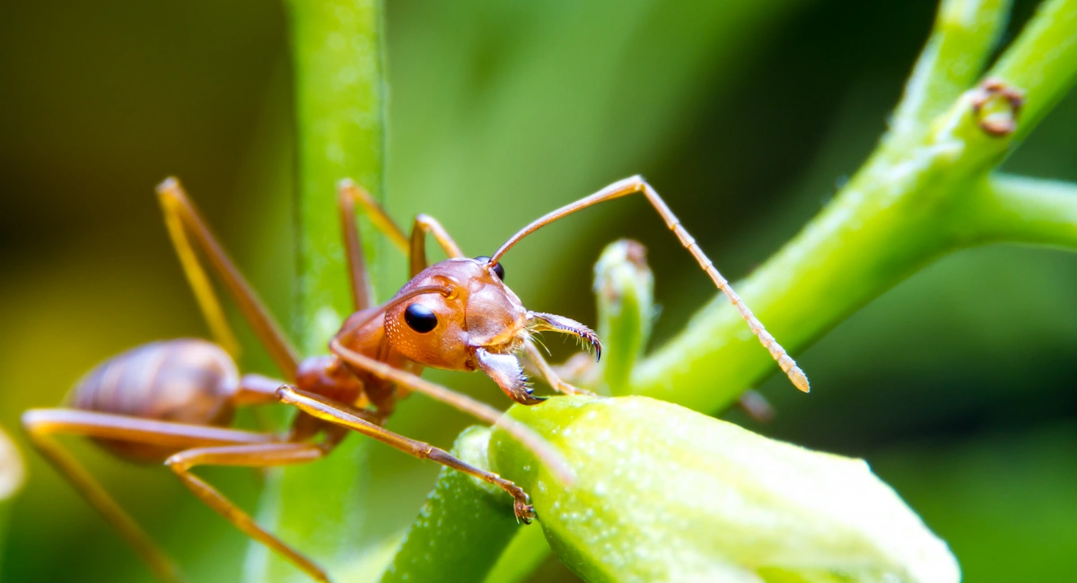 A red fire ant worker