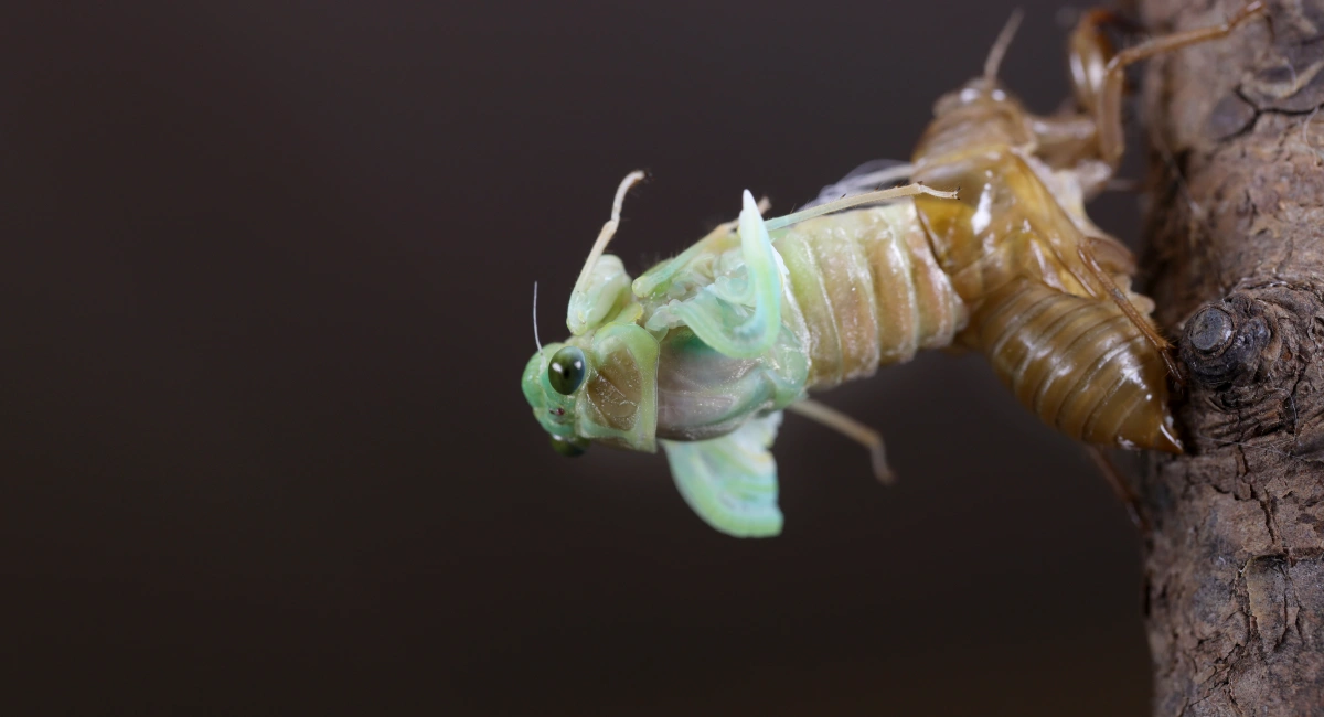 cicada molting on tree branch on black background