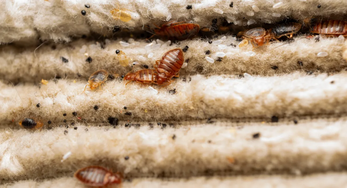 bed bugs on a mattress with fecal matter and bed