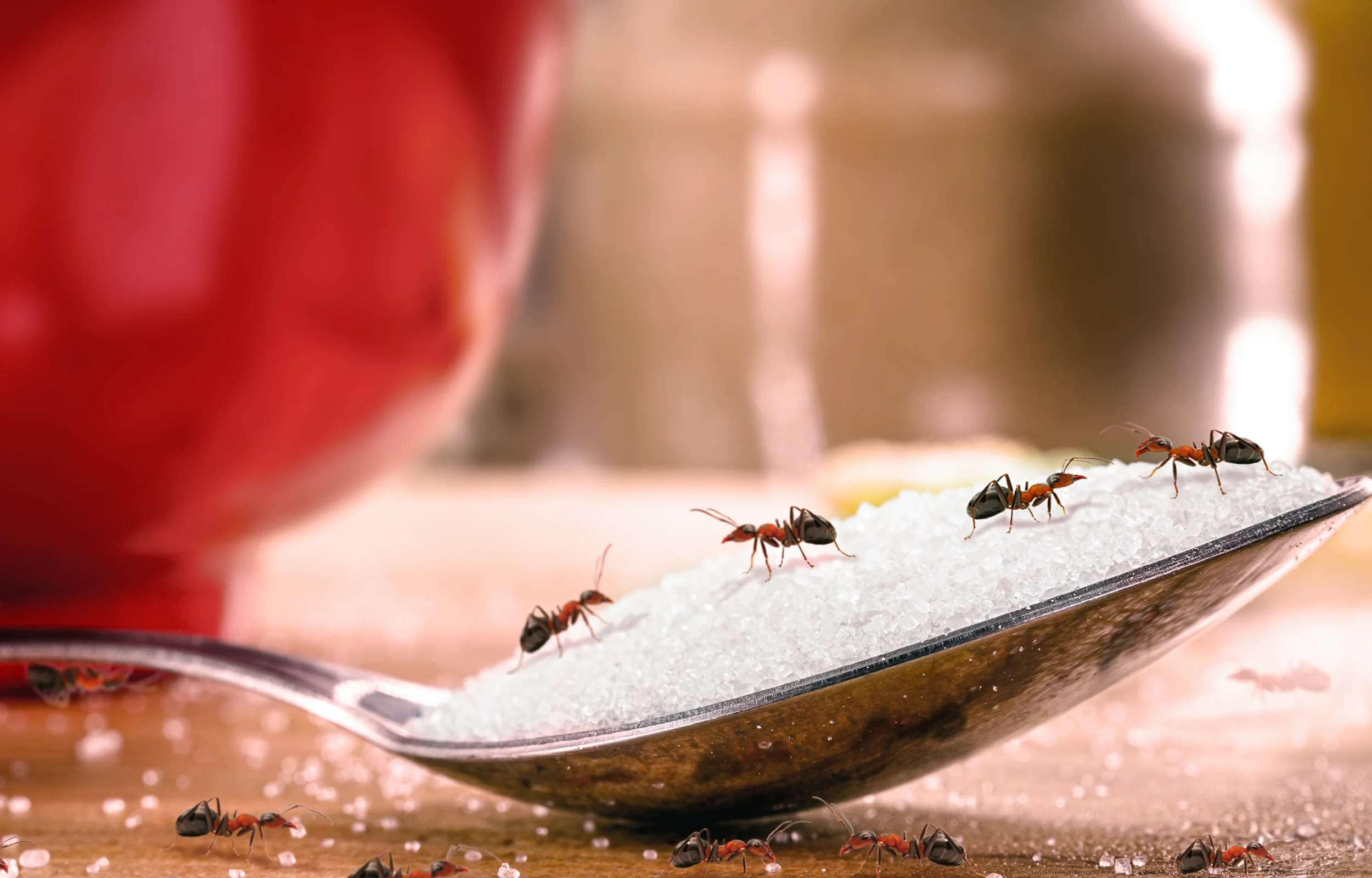 Ants eating sugar on a spoon