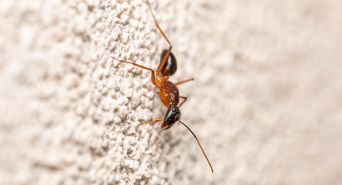 sugar ant