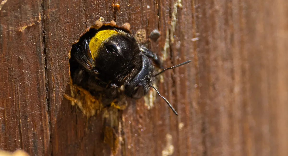 A carpenter bee boring into wood