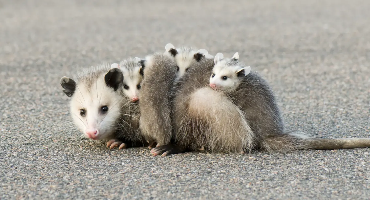 mother opossum with three babies on its back 