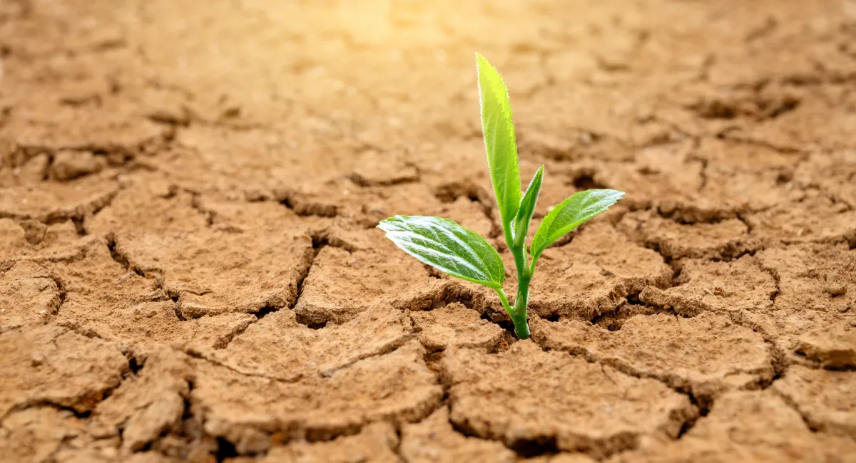 Hardened soil from drought conditions