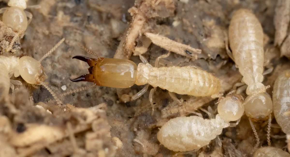 Subterranean Termites in a cluster