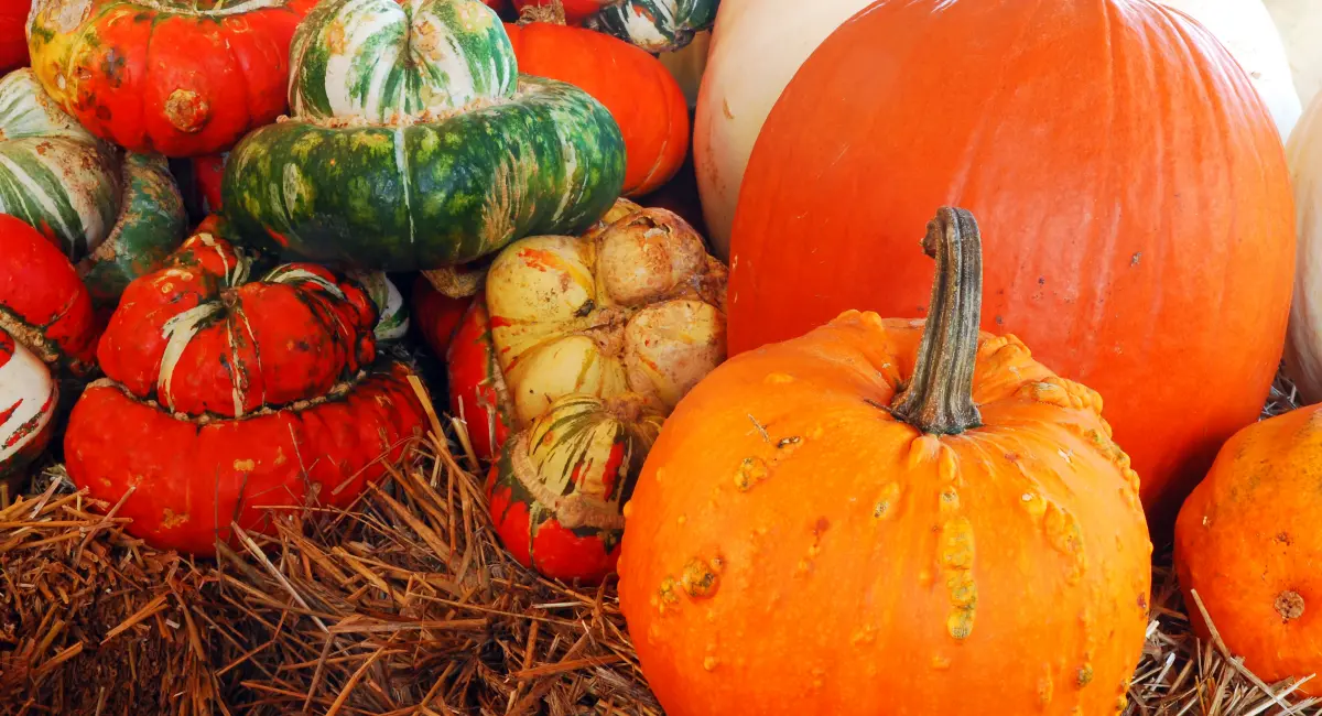 Fall harvest display with pumpkins, gourds, and other fruits and vegetables