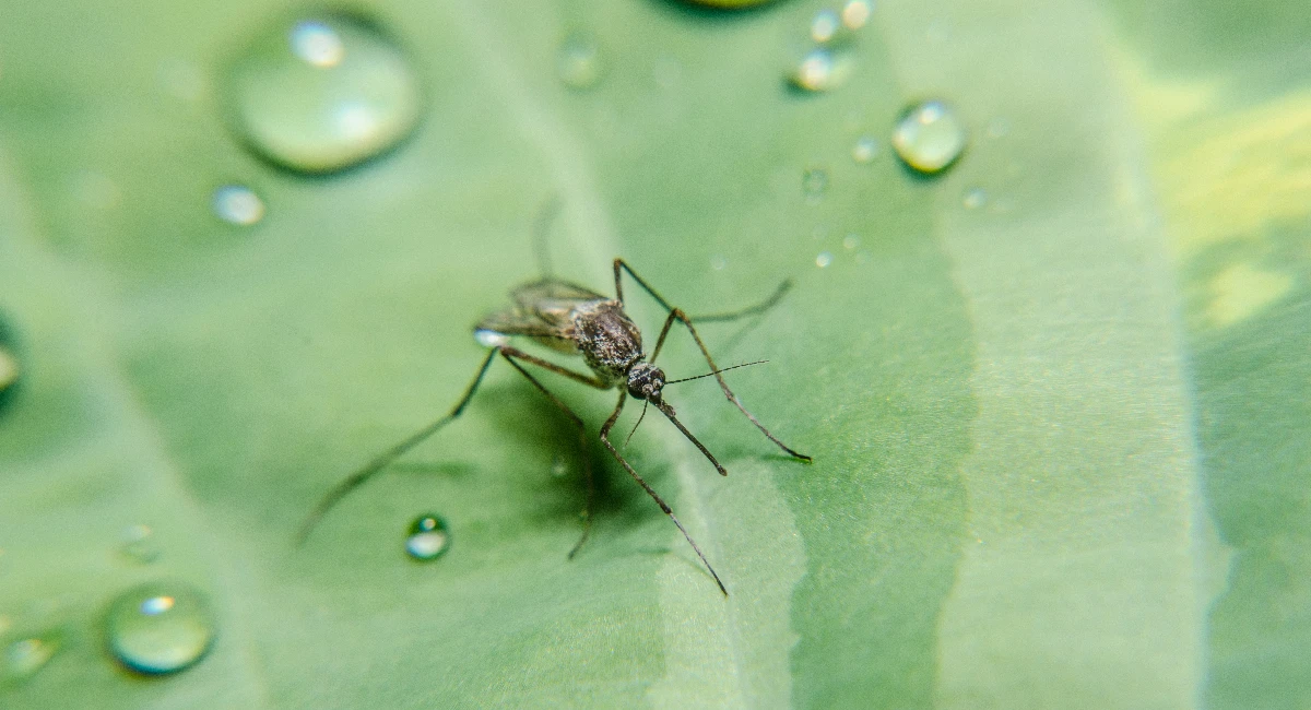 mosquito on leaf with droplets