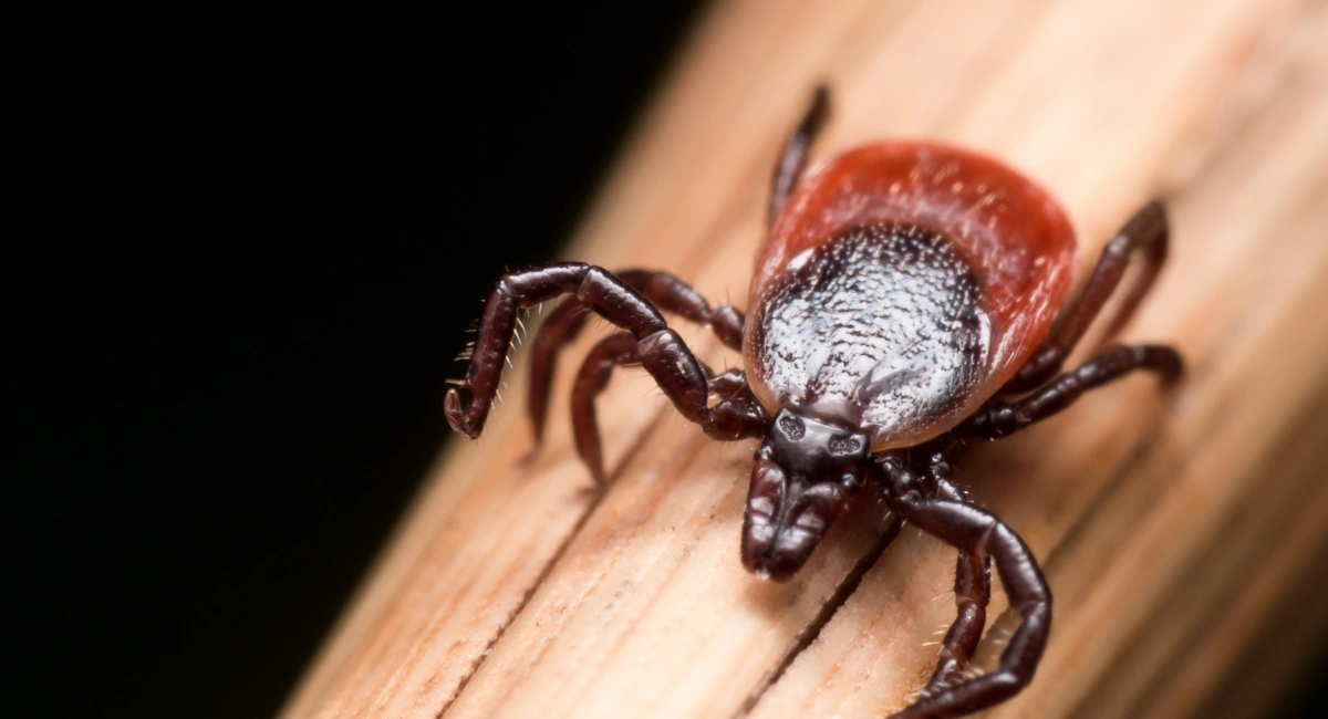 Close up of a Tick showing its more rounded shape