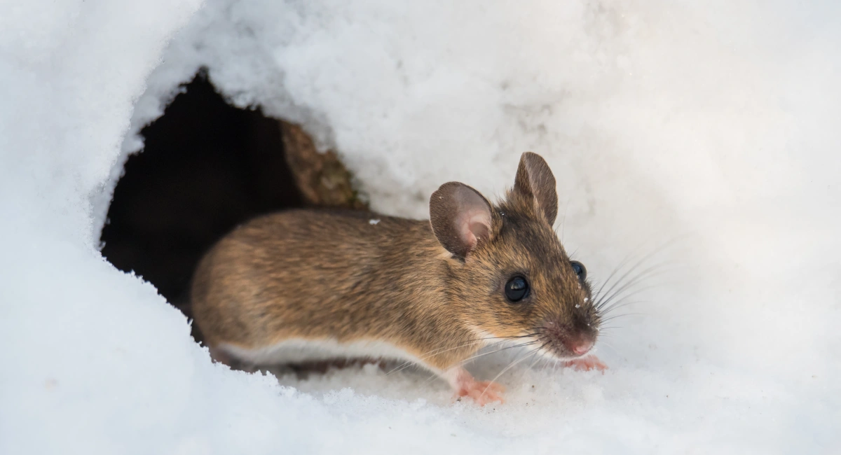 Mouse emerging from a burrow in snow, illustrating rodent activity and winter shelter behavior.