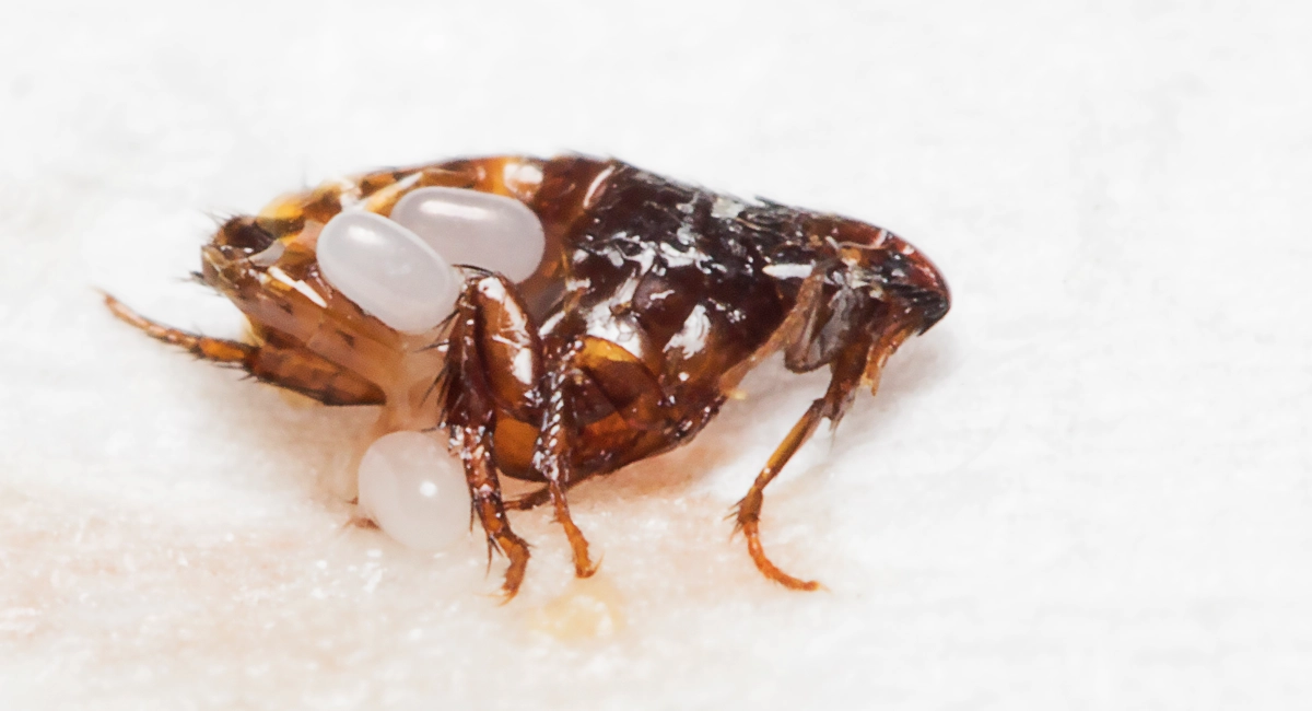 An adult flea with eggs