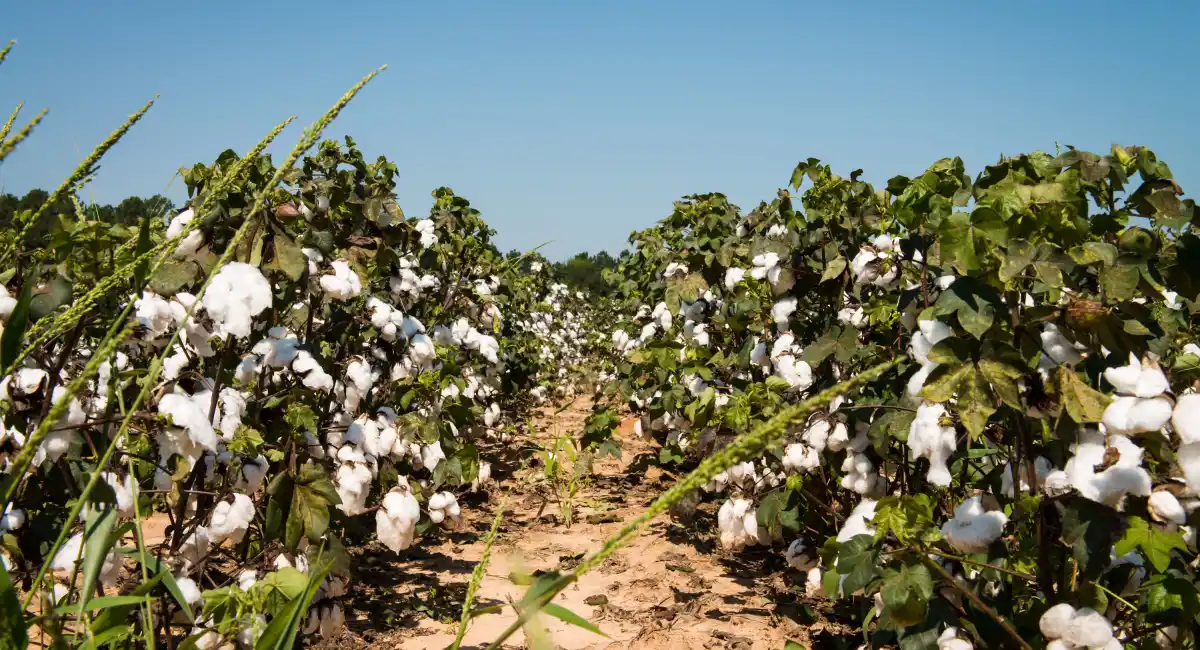 A cotton field ready for harvest in South Carolina