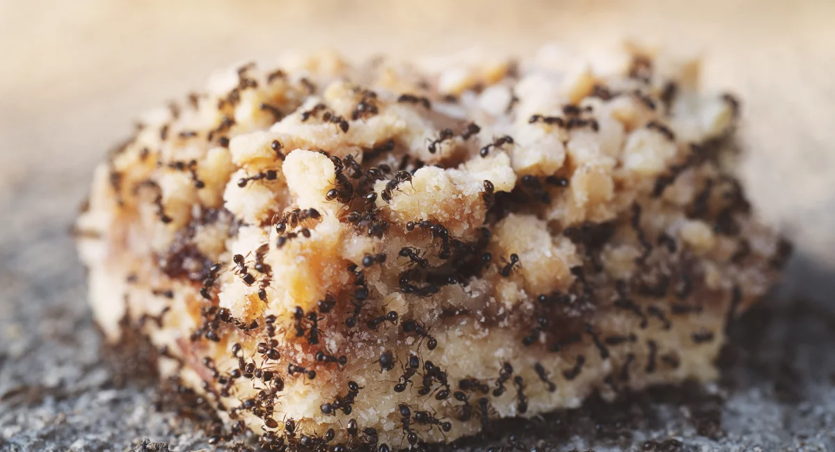 Ants swarm around a fallen piece of sweet pastry