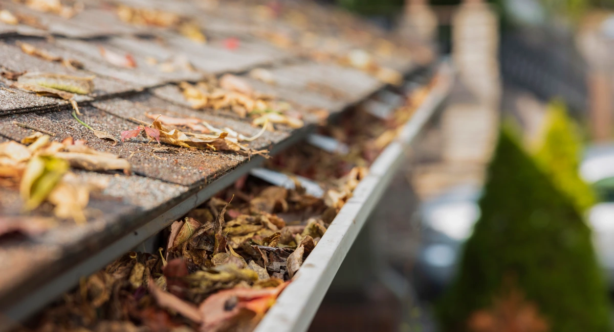 Large pile of leaves on sunny day