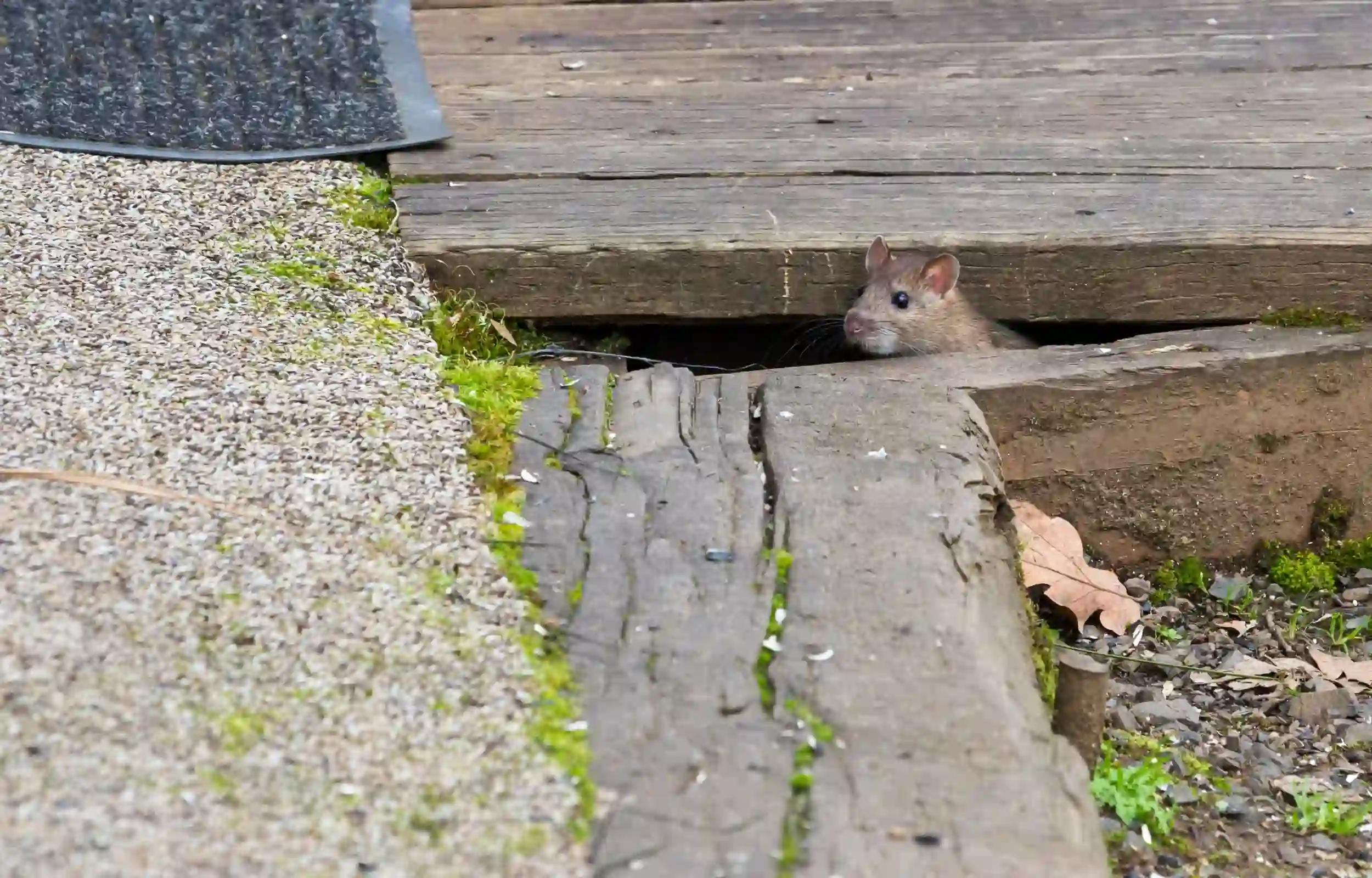 mouse peeking out from under deck 