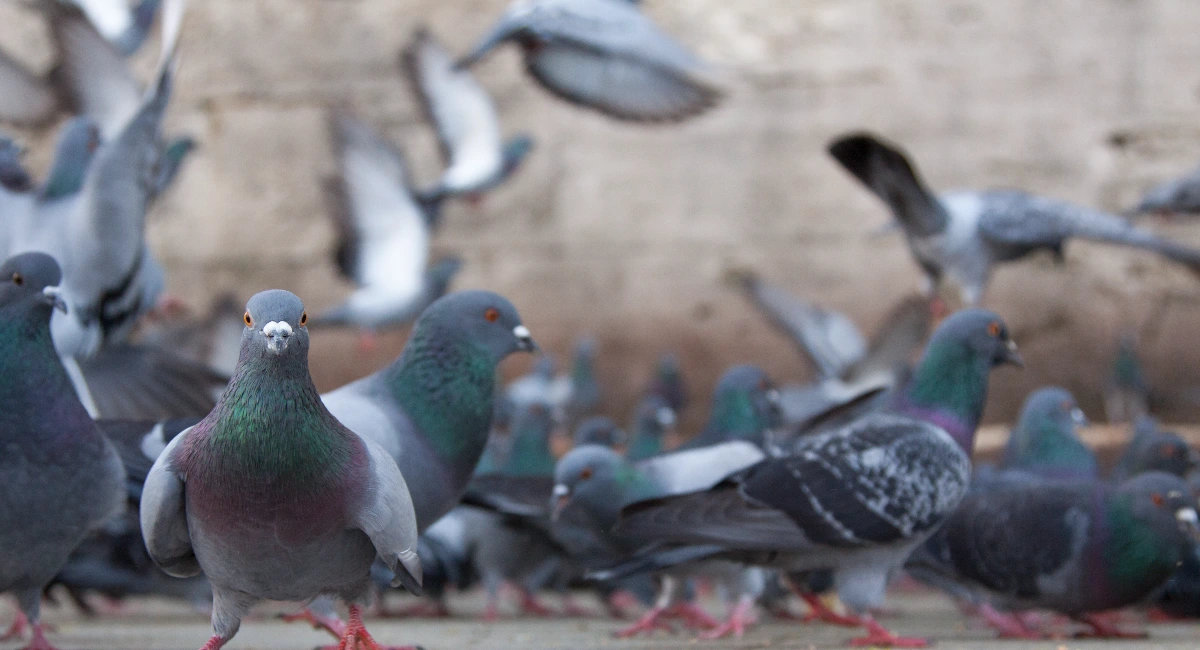 pigeons flying away 