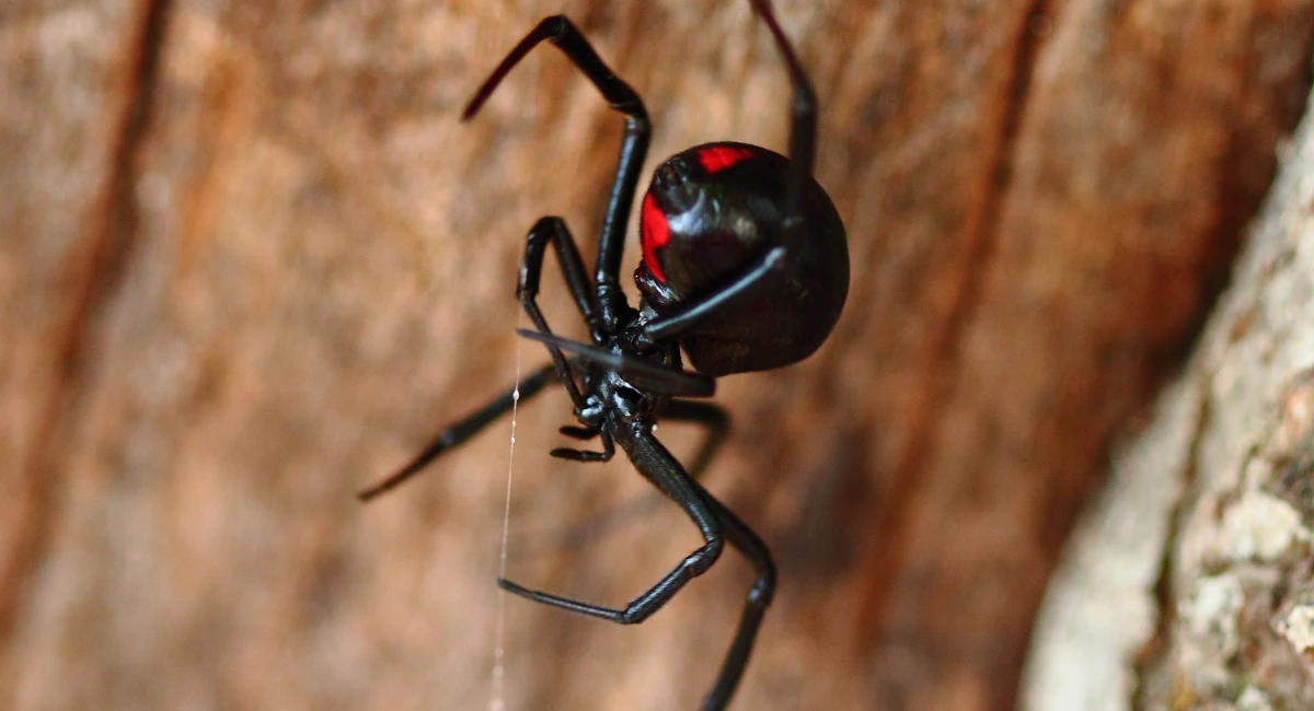 A dangling black widow spider
