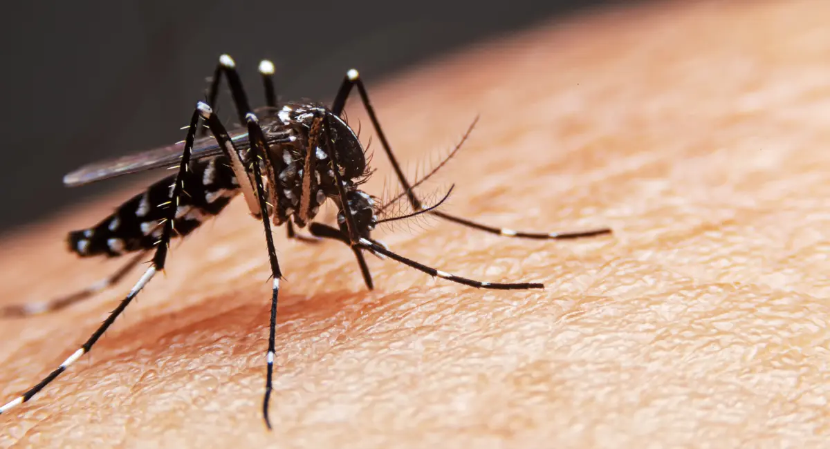 mosquito on palm of hand