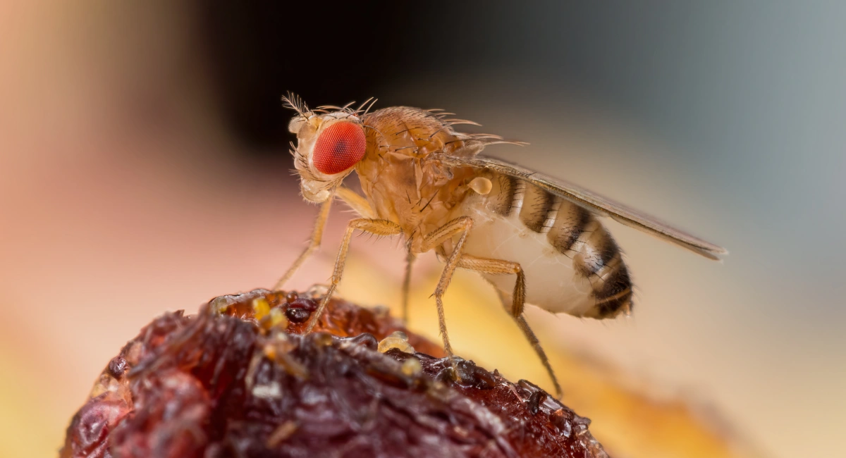 Close up of a fruit fly