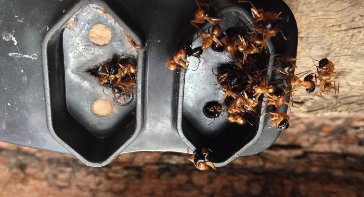 Ants crawling into electrical sockets