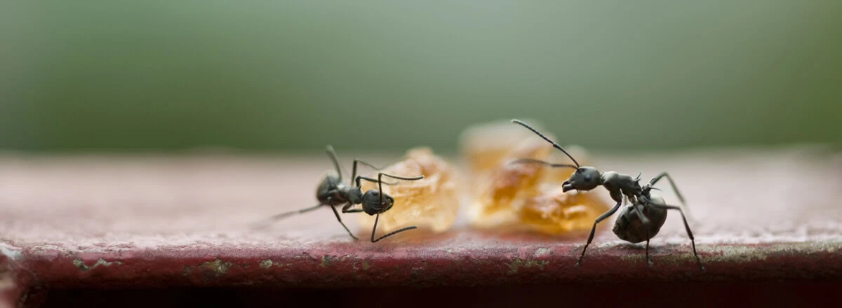 Ants eating sugar