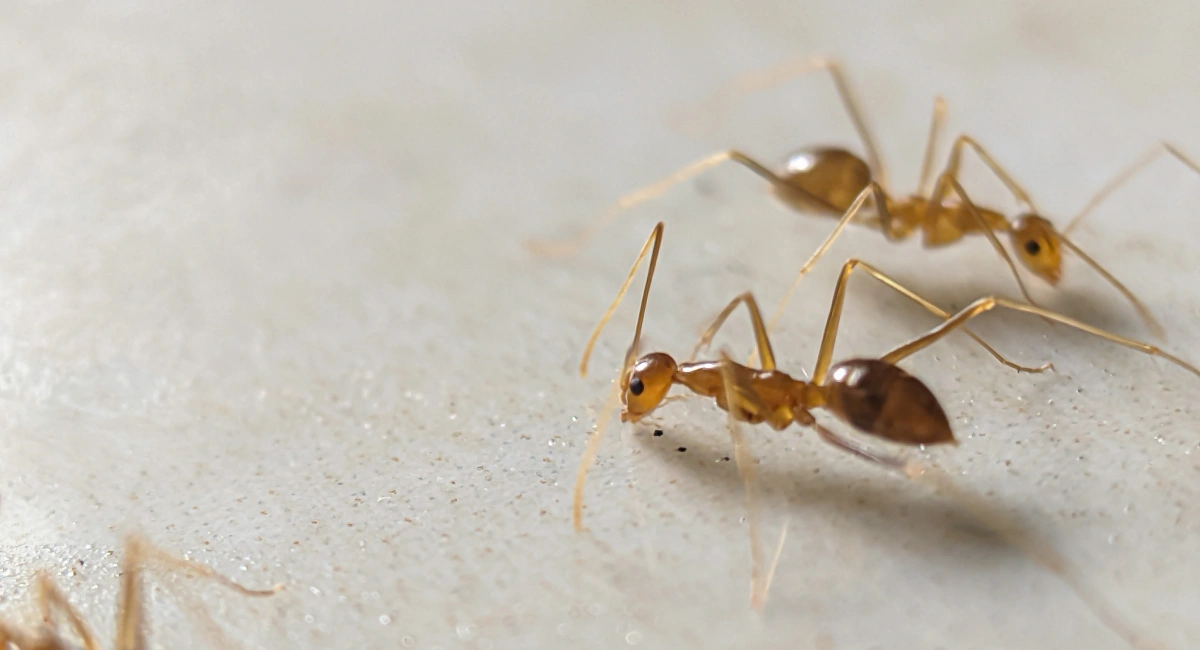Pharaoh ants searching for food