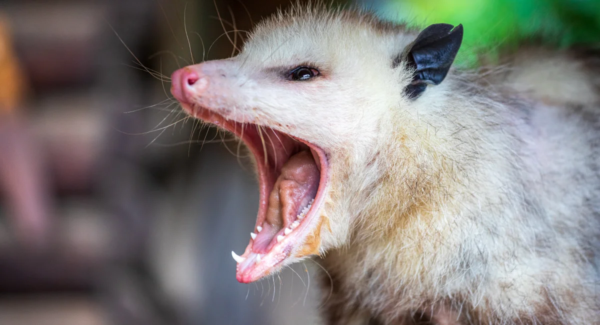 opossum in tree