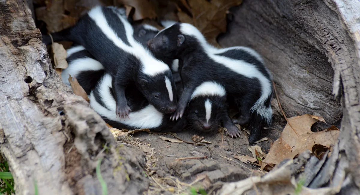 family of skunks resting in hollow tree bark