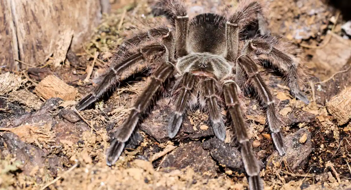Theraphosa blondi in rural environement