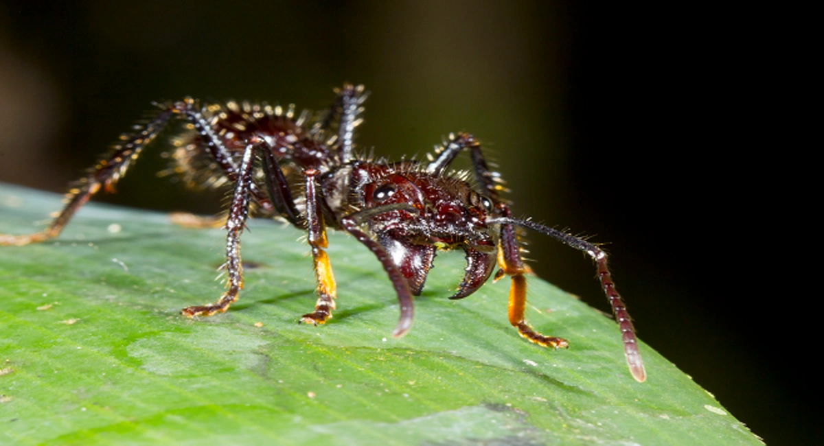 bullet ant close up on leaf