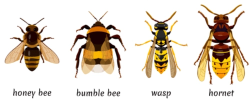 visual differences between bees and wasps