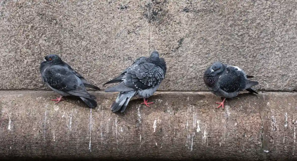 Three pigeons perched on a ledge