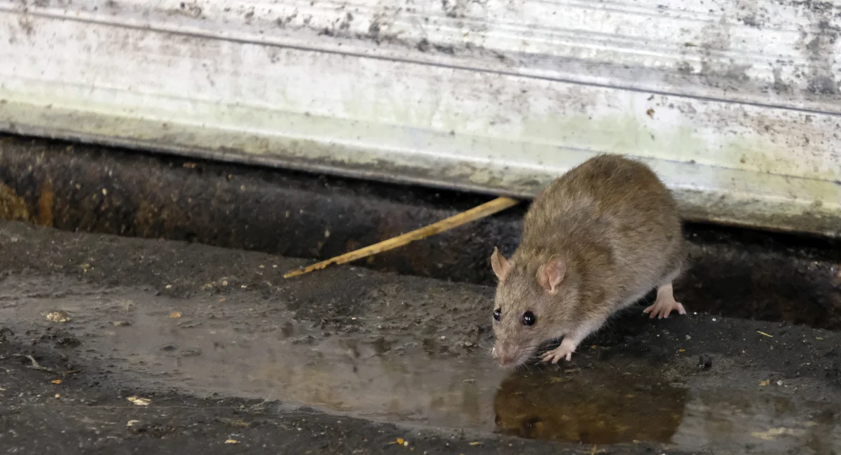 Norway Rat
