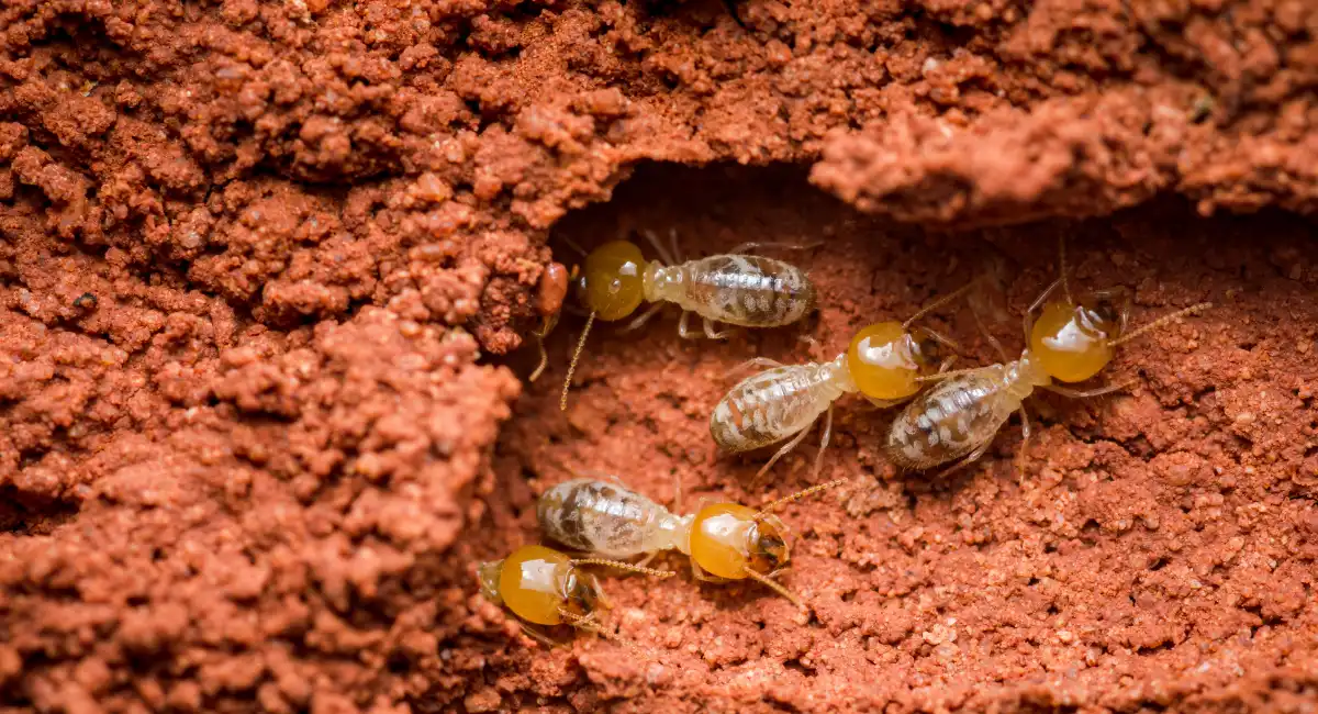 Identifying termites isn’t always straightforward.