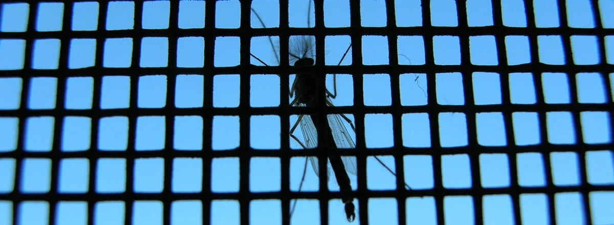 mosquito on netted screen
