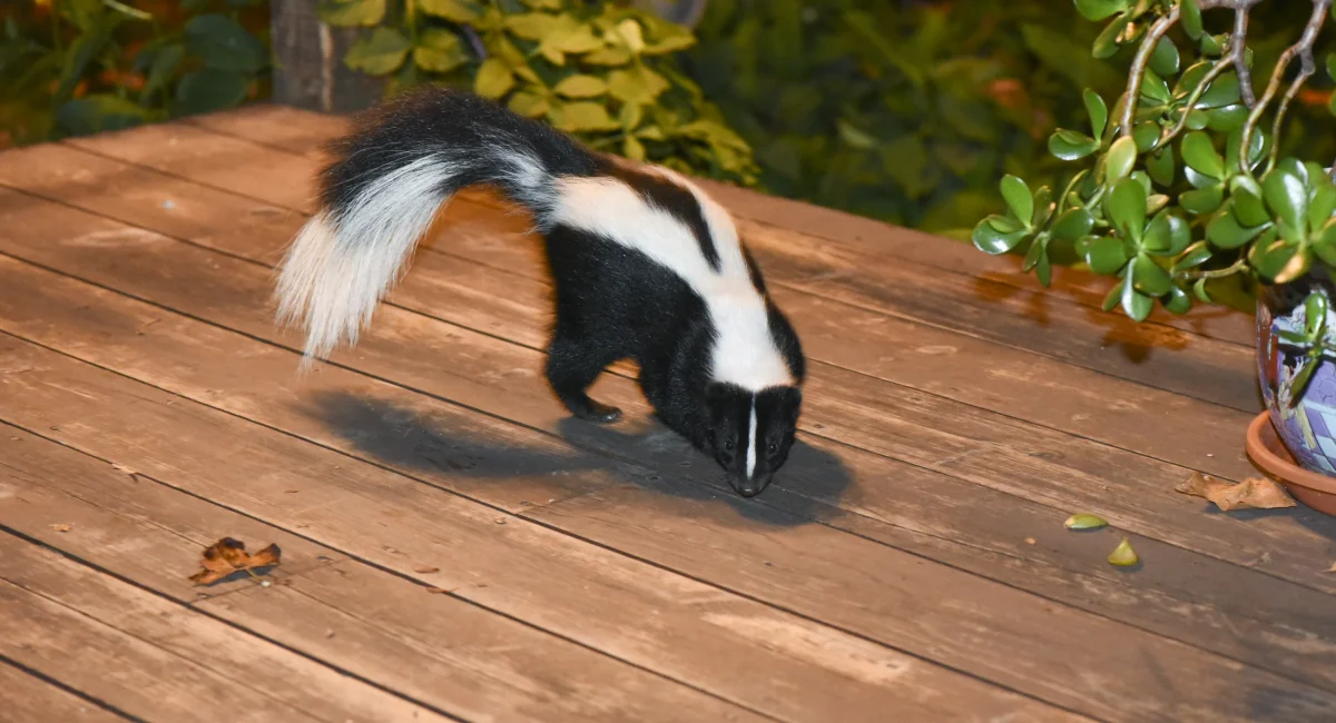 skunk on backyard patio sniffing around