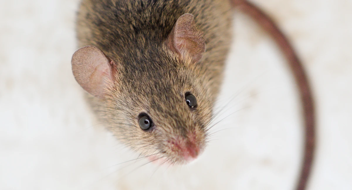 House mouse