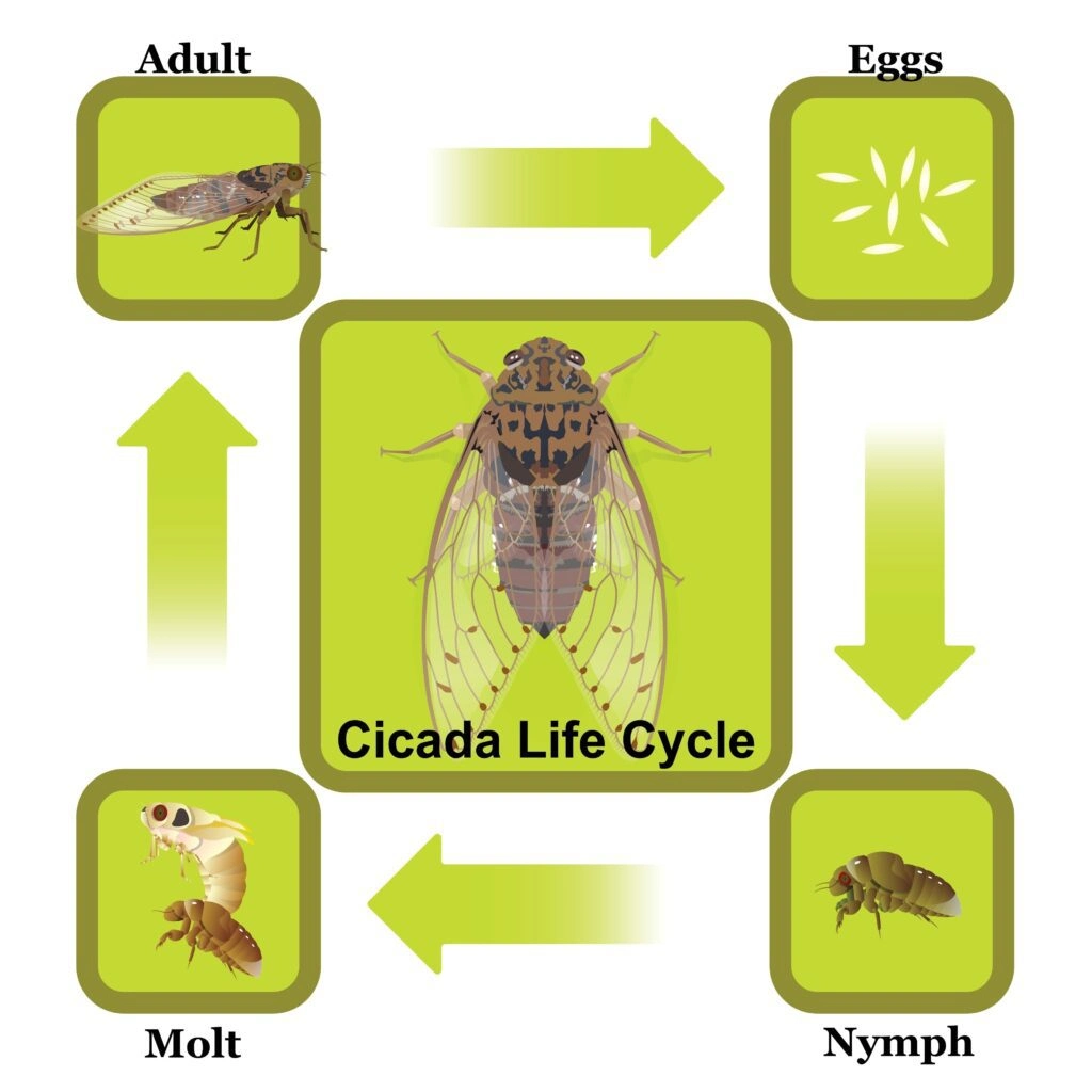 Cicada life cycle infographic