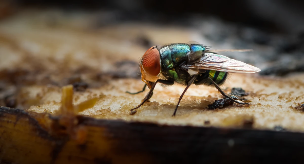 A house fly sucking on banana meat