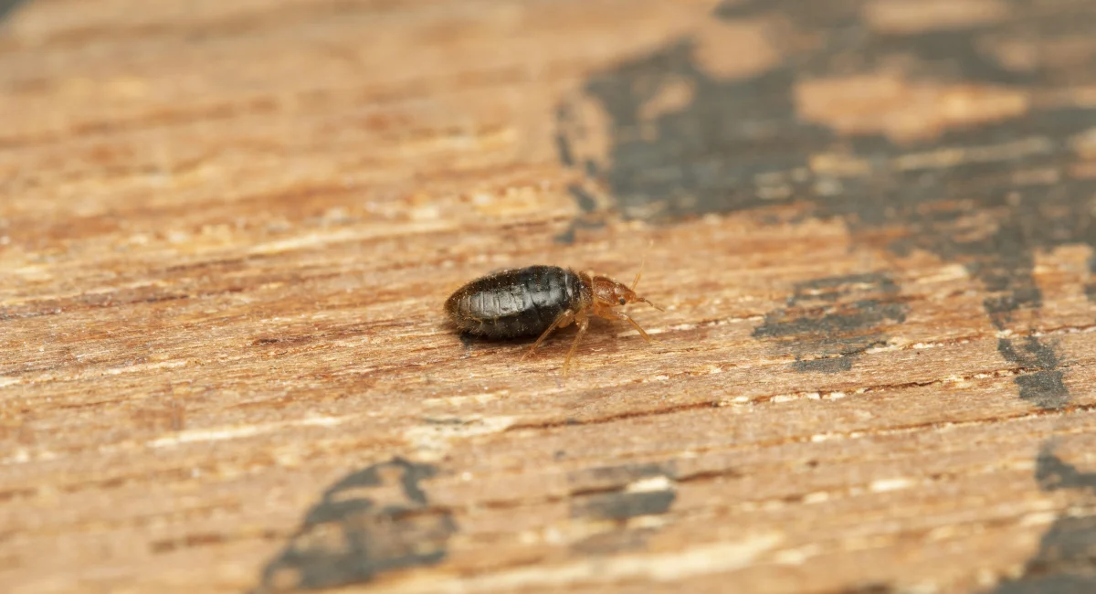 Bed bug