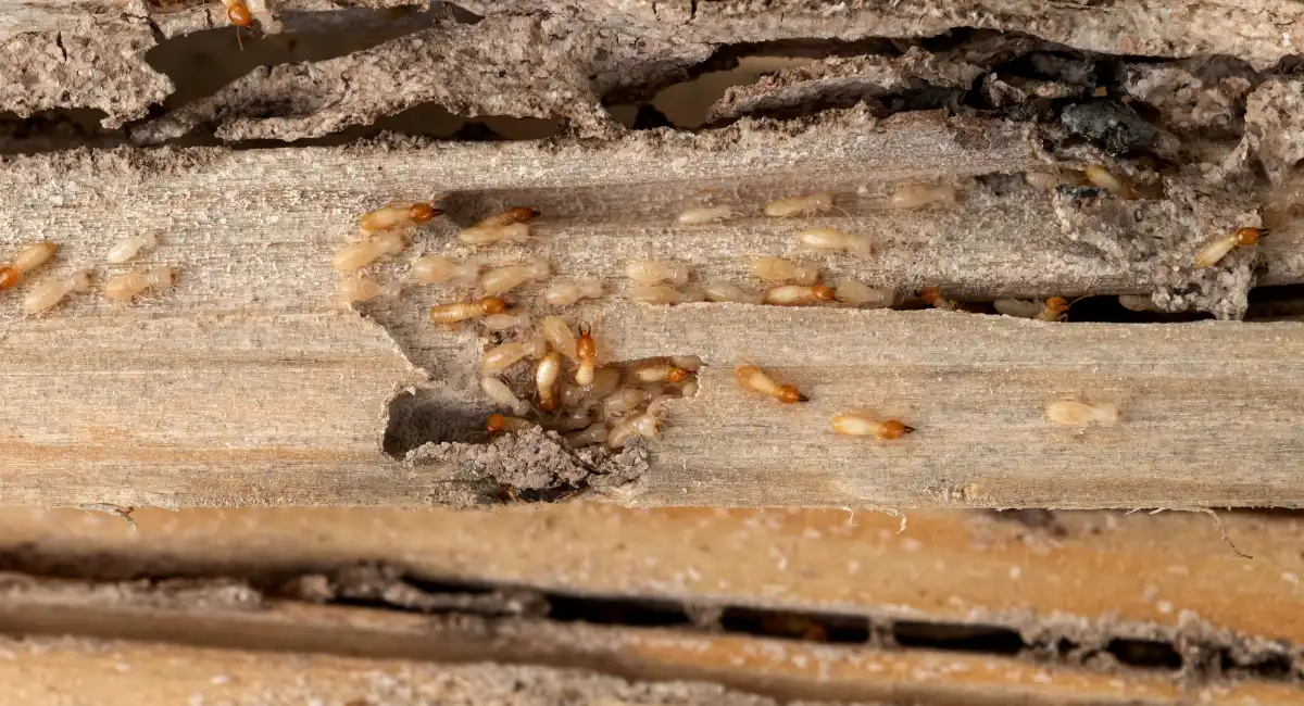 termites in a plank of wood