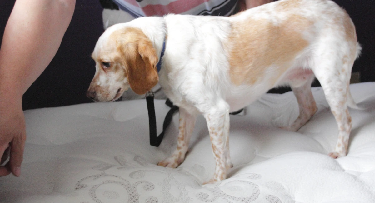 A training bed bug canine on a mattress