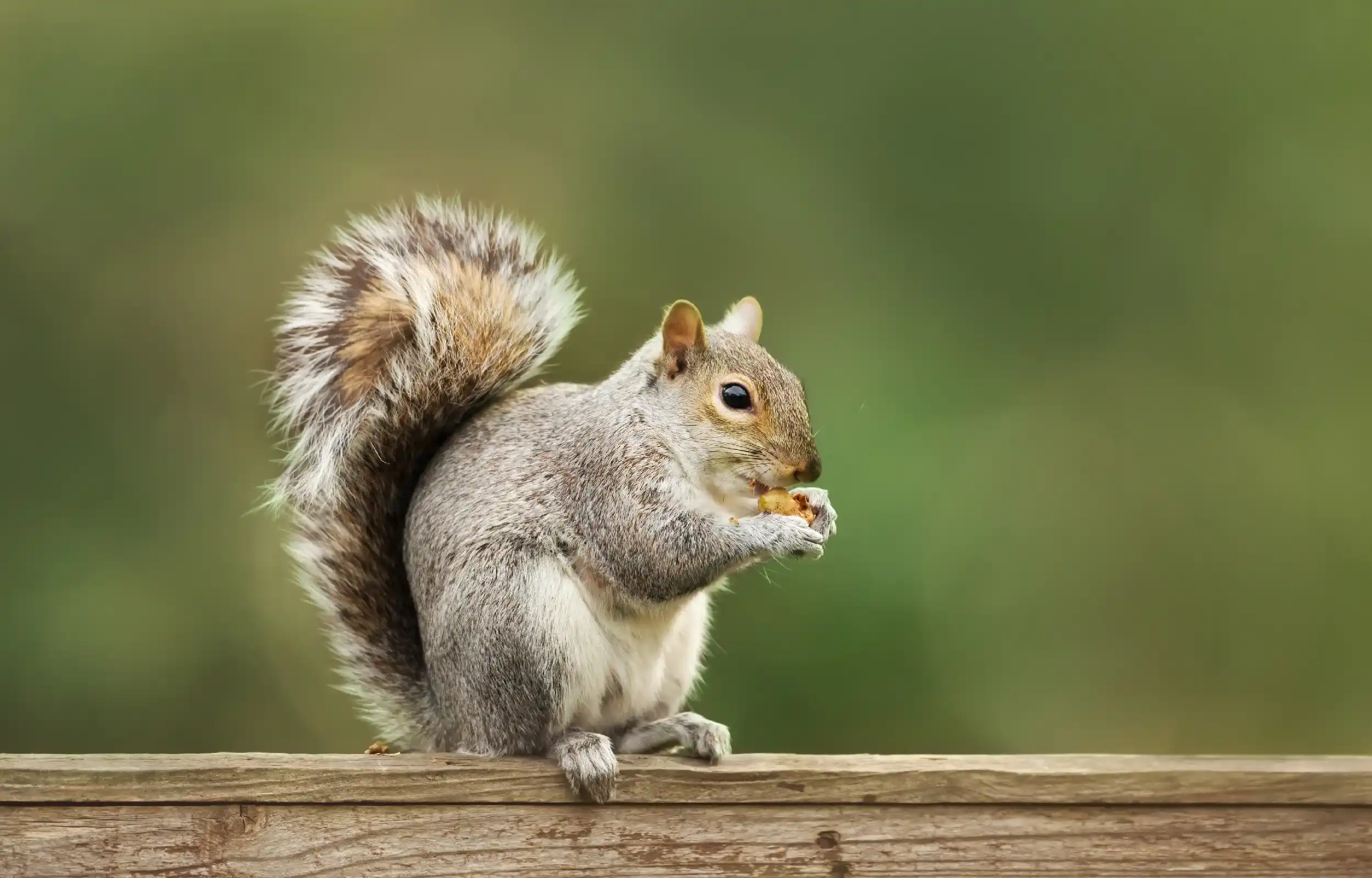 squirrel eating nut on wooden fence 
