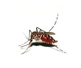 Asian tiger mosquito on white background